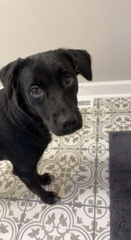 Labrador Retriever – lab rehome