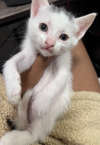 Turkish Angora – Turkish Angora Mix White Kittens