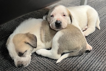  Armenian Gompers five weeks old 