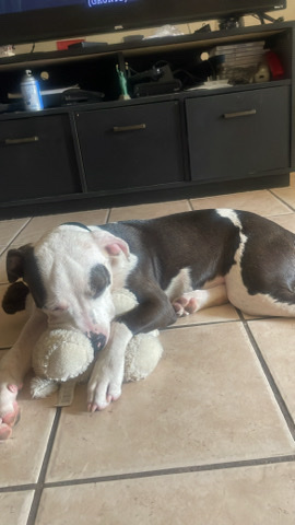 American Pit Bull Terrier – LolaBugg