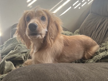 Cocker Spaniel – cocker spaniel puppy