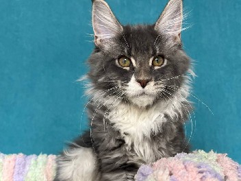 Maine Coon – Maine coon – New York