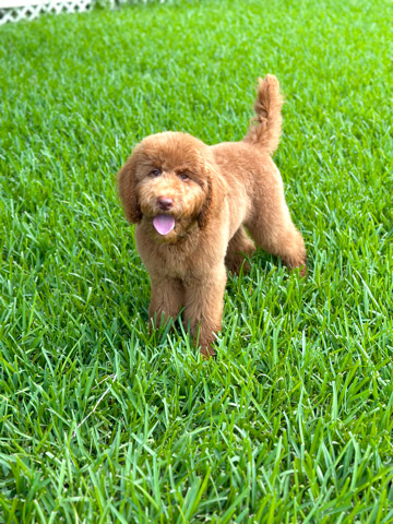 Poodle – Pure Bred Standard Poodle