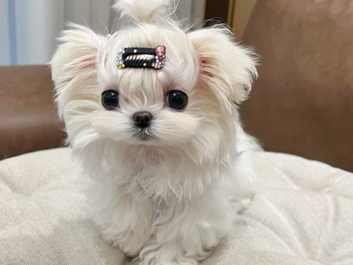 Maltese – AKC mini Maltese – Redondo Beach