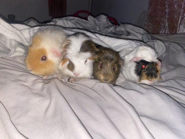 Guinea Pig – guinea pigs – Sunderland