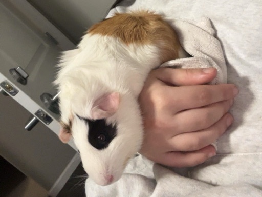 Guinea Pig – Piggy Needs a New Home – Middletown