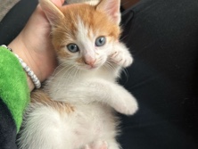 British Shorthair – 9 week old kitten – Birmingham