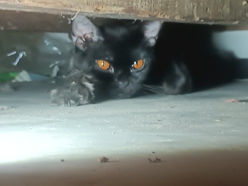 Persian (Modern) – Persian cat – Ghaziabad