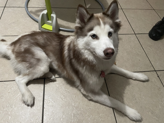 Siberian Husky – Full Breed Siberian Husky – Bradenton