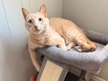 Russian White, Black and Tabby – Re-Homing Mochi – Glendale
