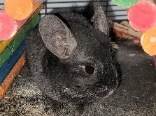 chinchilla – Black female chinchilla