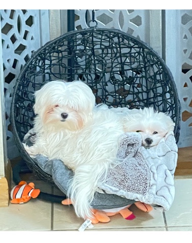 Maltese – Maltese Purebred