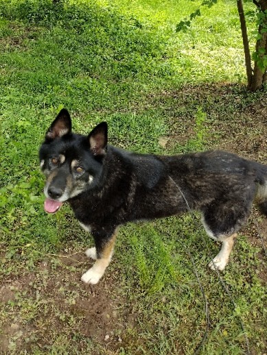 Siberian Husky – Wonderful Male Shepsky