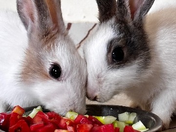 cute male and female rabbit – Sillod