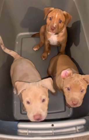 American Staffordshire Terrier – puppies