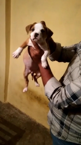 American Staffordshire Terrier – american pitbull