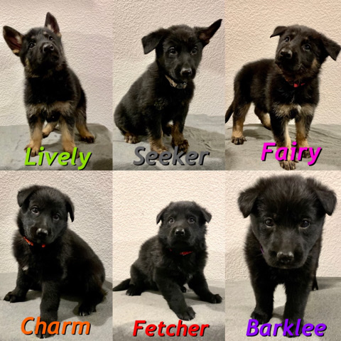 German Shepherd – AKC German shepherd