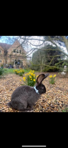 continental giant rabbit