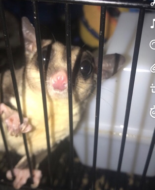 Sugar Glider
