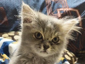 Persian (Modern) - Persian cat available for adoption in Talagavara