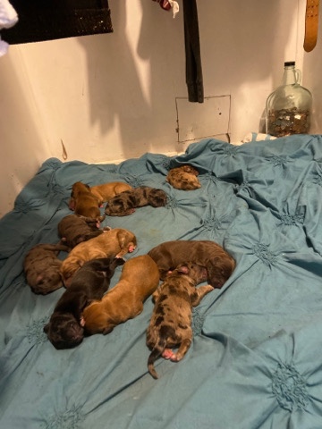 Australian Shepherd – Australian Shepherd Mix Puppies for Sale!