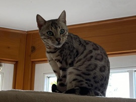 Bengal Kater Clausi sucht ein neues Zuhause
