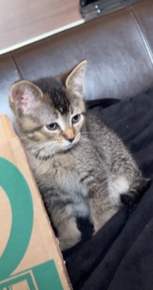 little girl kitten