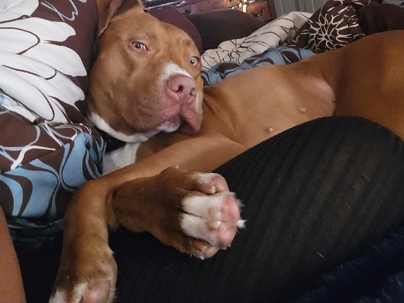 American Pit Bull Terrier – Nala – Swansea