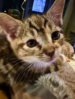 American Shorthair – Finding a Home for a Kitten