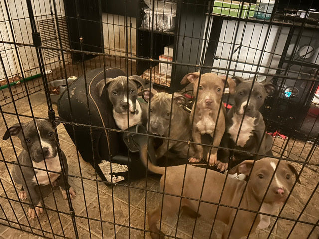 Bulldog – bullies