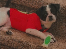 Boston Terrier – Rehome me please! – Spartanburg