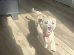 Mixed Breed – Rehoming Kevin – New York City