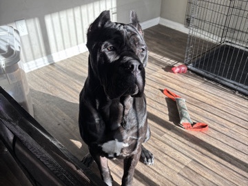 Cane Corso – Sweet and Friendly Cane Corso – Douglasville – Douglasville