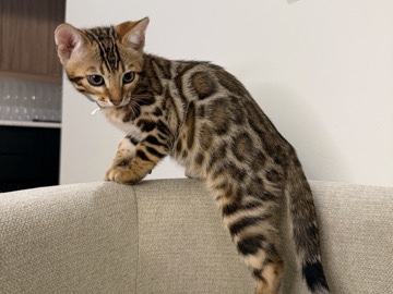Bengal – Stunning Bengal Kitten – 2 Months Old – Marietta – Marietta
