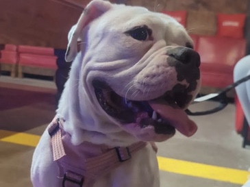 Olde English Bulldogge – Meet Snowflake— Loyal, Gentle Companion Ready for a New Family – Fair Oaks