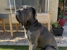 Cane Corso – Loyal Cane Corso Adult – 3 Years Old in Queen Creek – Queen Creek