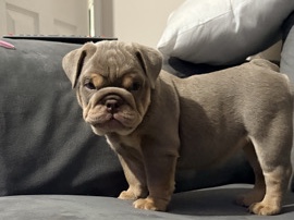 Bulldog – English bulldog puppies ready now – Brighton