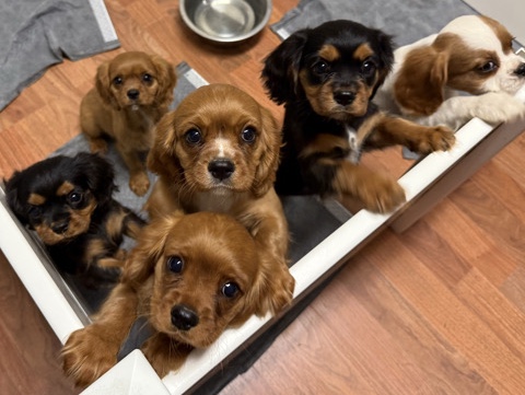 Sweet Cavalier King Charles Babies