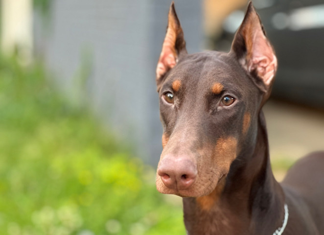 Doberman Pinscher – Red Doberman Female