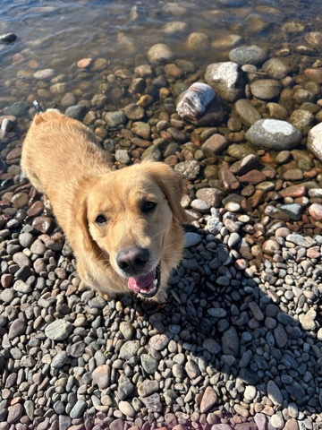 Golden Retriever – Golden Retriever Puppies