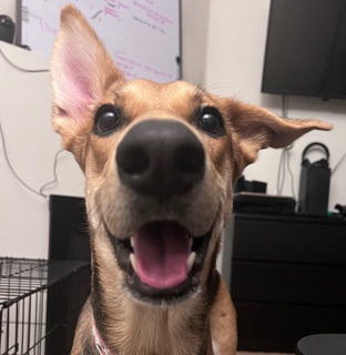 German Pinscher – Rehoming