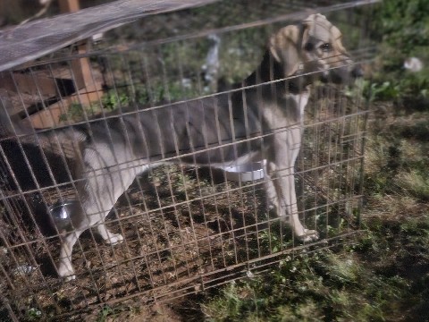 German Shepherd – free dog – Lexington