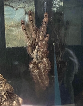 Any – featherleg spider