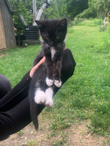 kittens!