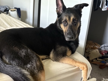 German Shepherd – German Shepherd- Kayn (good boy) – Punta Gorda