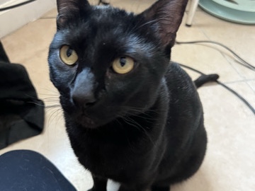 Rehome – Phoenix