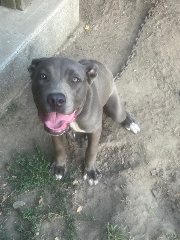 Cane Corso – Girl Dog For Sale