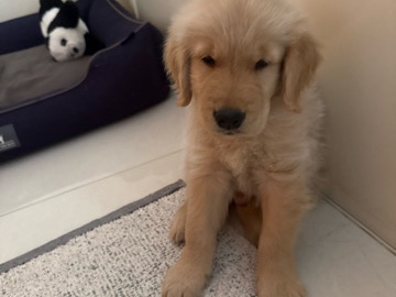 Golden Retriever – golden retriever male puppy – Bengaluru