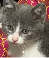 Mitten
