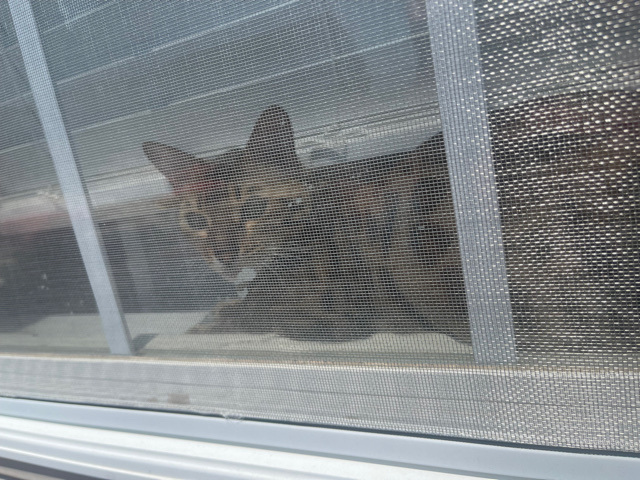 Bengal – Bengal Cat for sale